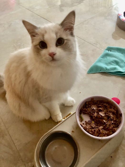 Jest wstepna Rezerwacja - Piękna Kotka rasy ragdoll