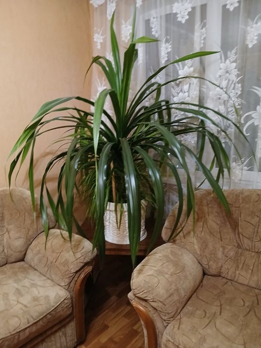Пальма панданус большая с отростками