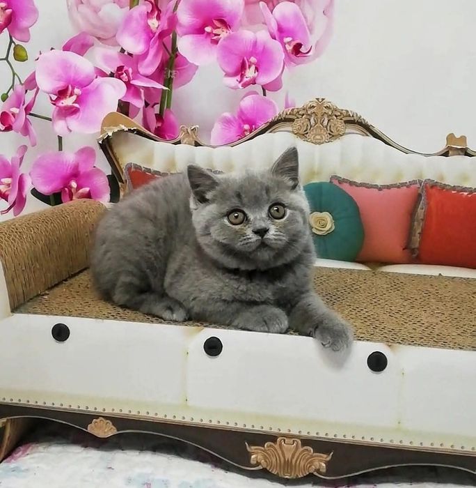 Kotka brytyjski fpl prawdziwy rodowód