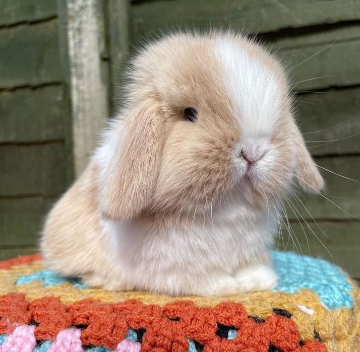 KIT Coelhos anões orelhudos, mini lop super inteligentes e dóceis