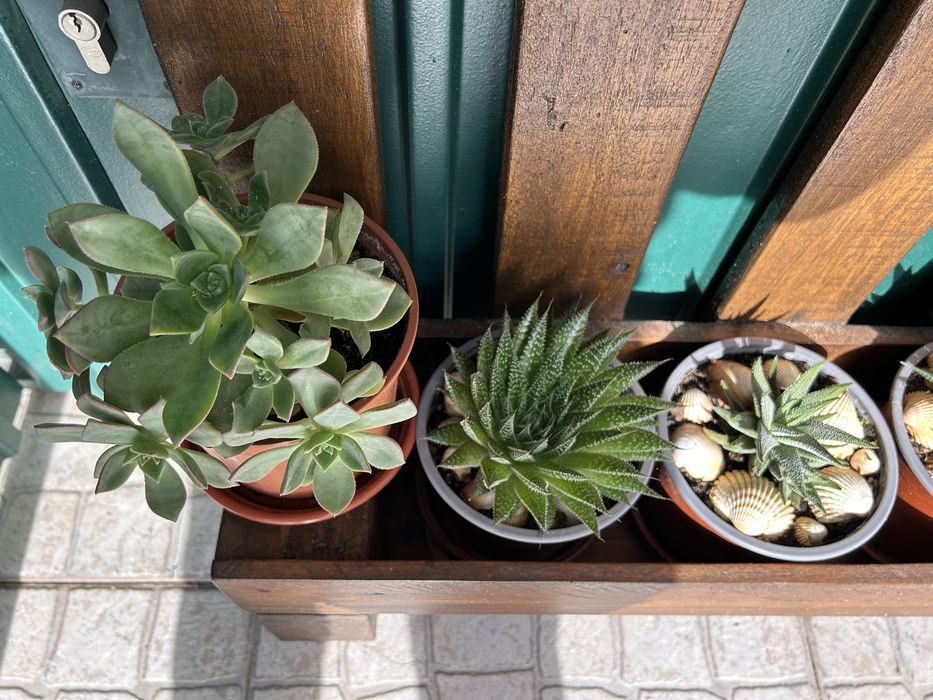 Vendo suculentas muito bonitas.