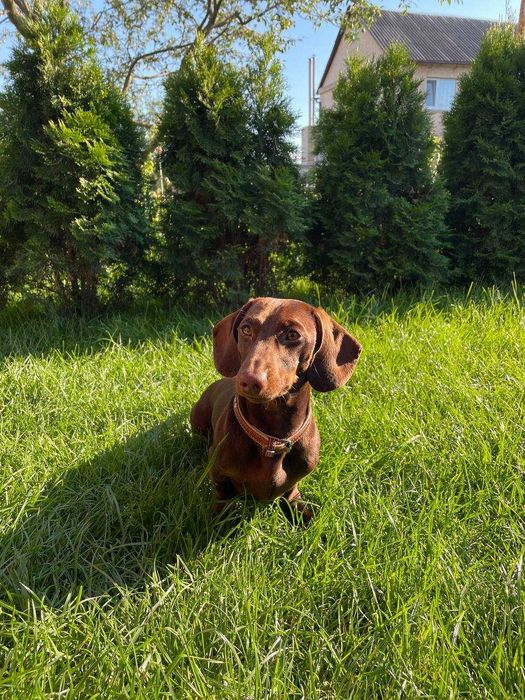 Вʼязка мініатюрна такса