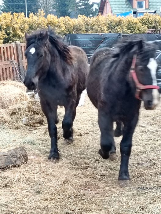 Sprzedam dwie zrebice