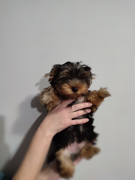 Йорки, 2 мальчика. КСУ.