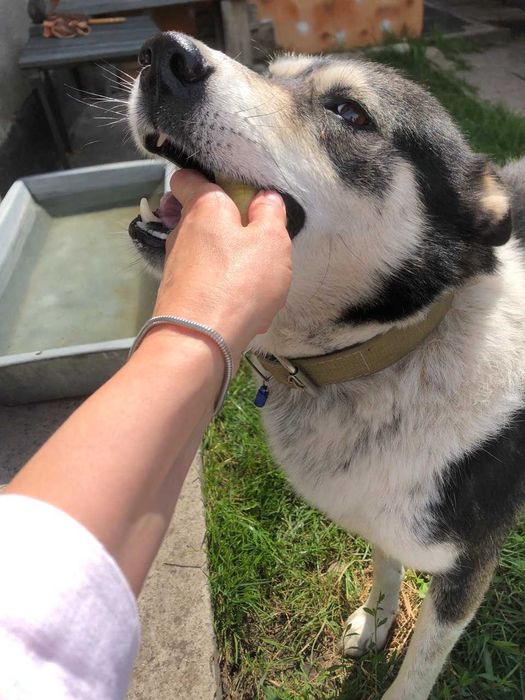 Шукаю нового господаря для собаки