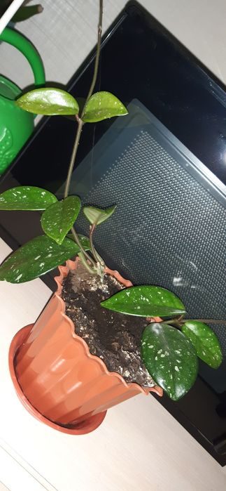 Хойи взрослые растения