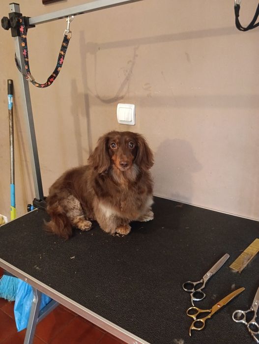 Grooming & petsitting