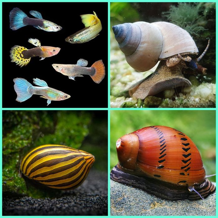 Aquasousa.com - Tetras, Guppys, Corydoras, Neons e muito muito mais...