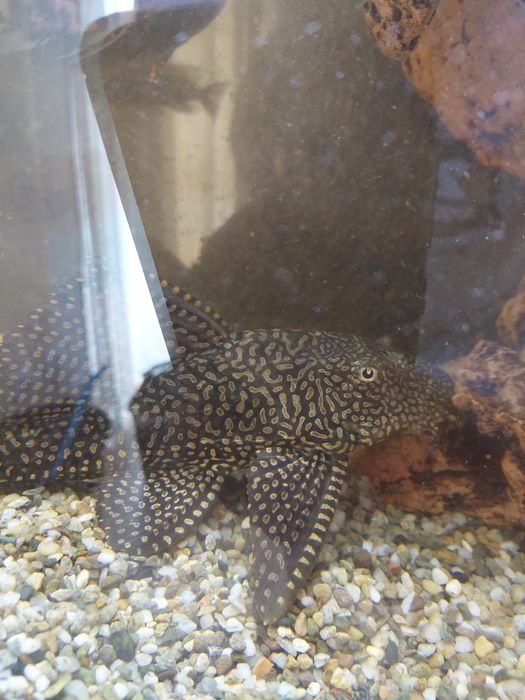 Aquário completo de ciclideos