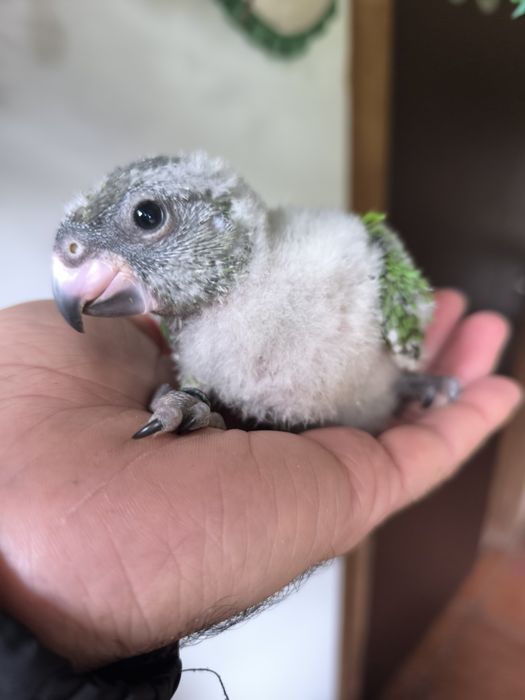 Papagaios do Senegal