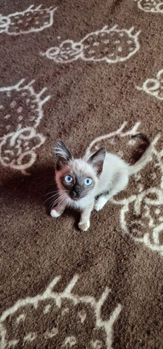 Nininha-  gata bebé para adoção responsável