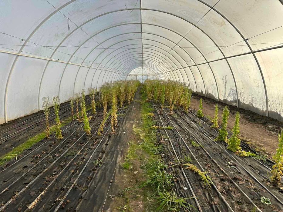 Перспективна ділянка з теплицями для успішного агробізнесу
