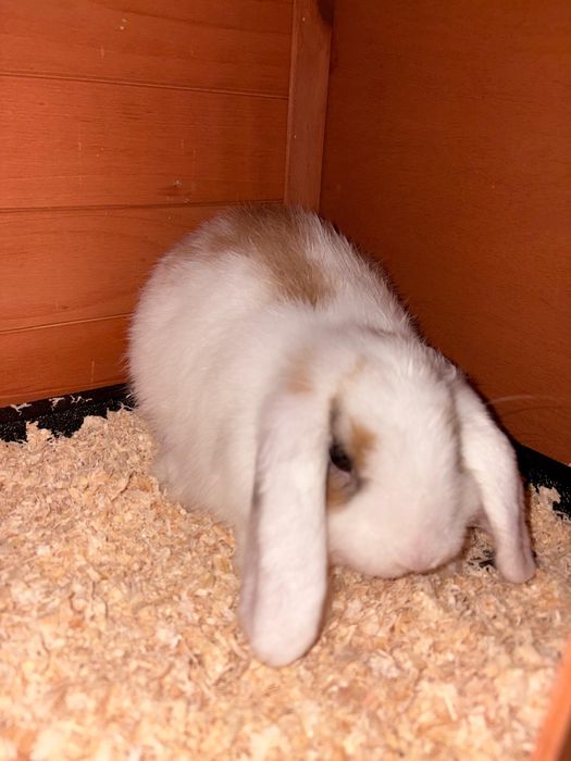 Kit coelho mini Lop bellier