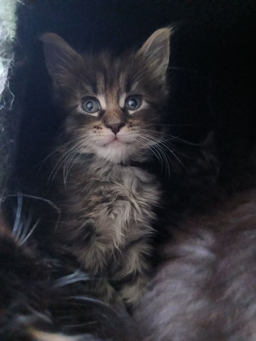 Kocurek Maine Coon do rezerwacji