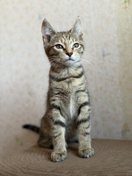 Кошеня шукає родину