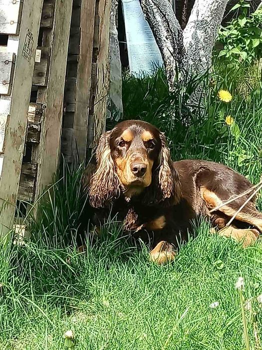 Англійський кокер спаніель шукає дівчинку