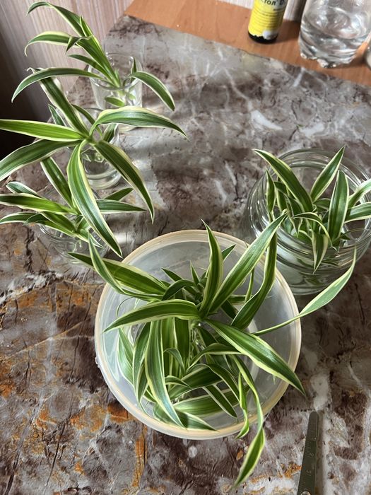 ХЛОРОФИТУМ бесплатно! Поселок Котовского