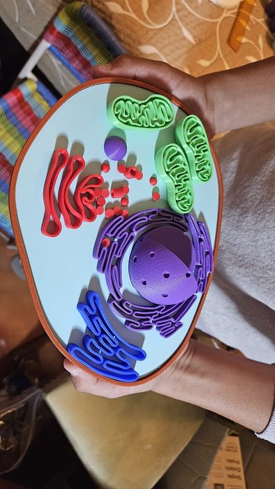 Celula animal para estudos