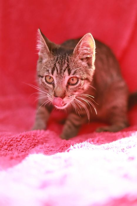 Elegancki pręgowany kociak poleca się do adopcji