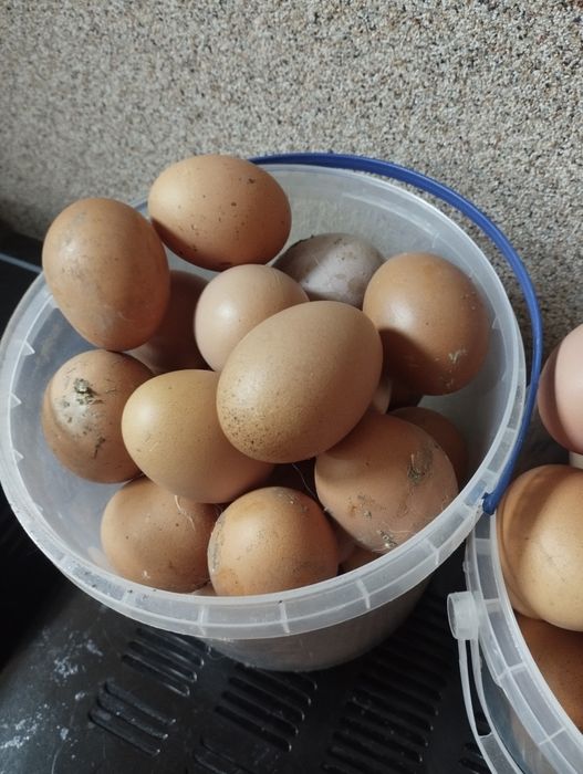 Продам домашні курячі яйця, оптом від 150 шт дешевше відам