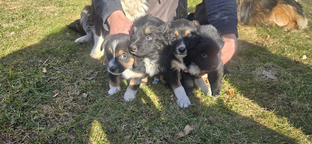 Oddam pieski w dobre ręce.