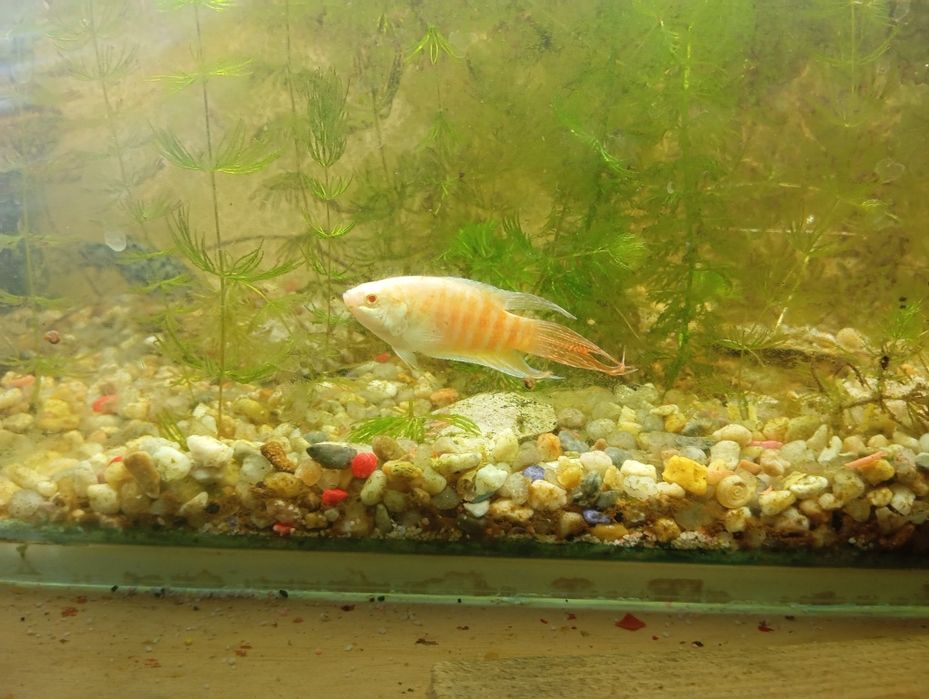 Peixe paraíso albino