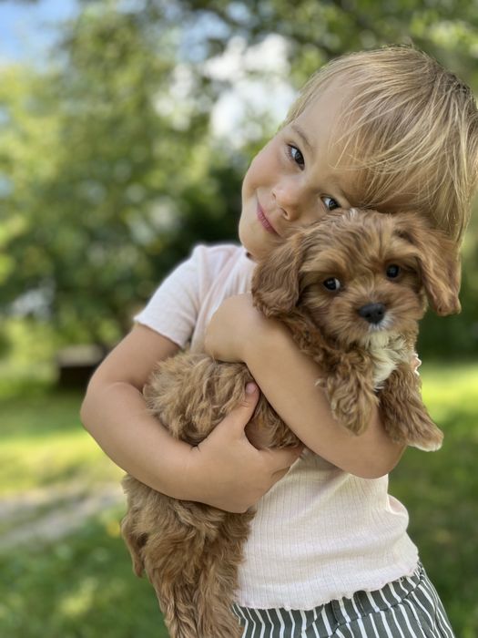 Кавапку ( Cavapoo) дівчинка