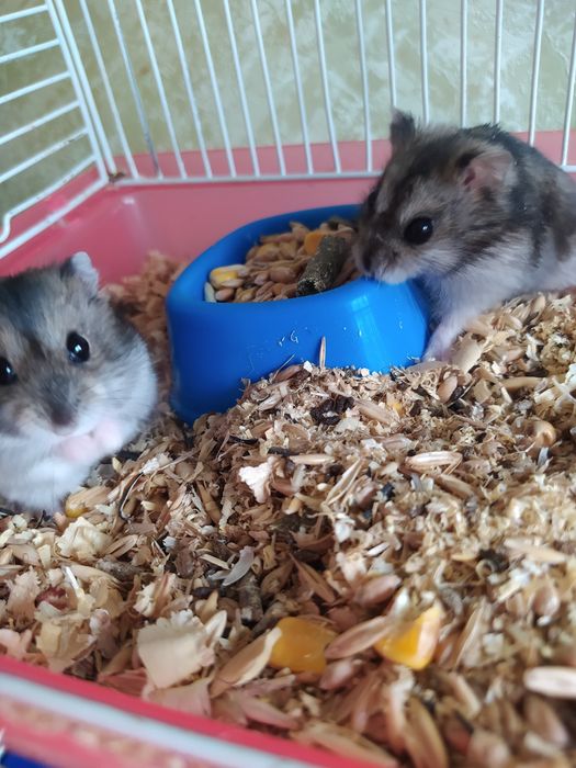 Джунгарский хомяк