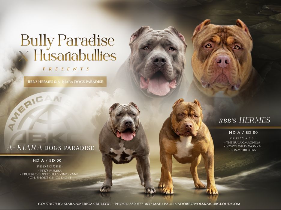 American Bully XL - Zapowiedz Miotu