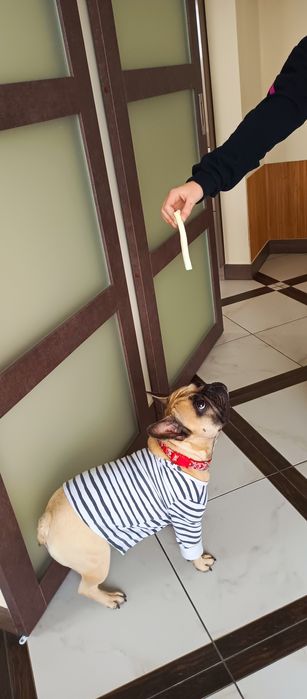 Французький будьдог чекає