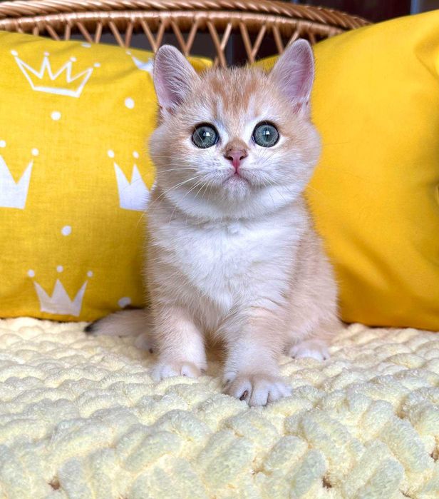 Британські хлопчик Іван та дівчинка Іві Золоті завуальовані