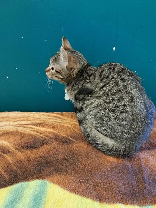 Kruszynka, młodziutka kotka do adopcji