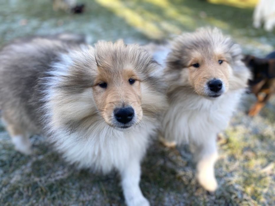 Owczarek szkocki długowłosy ZKwP/ FCI