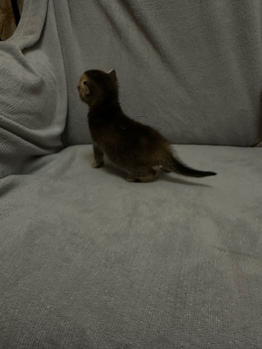 бронювання кошенят