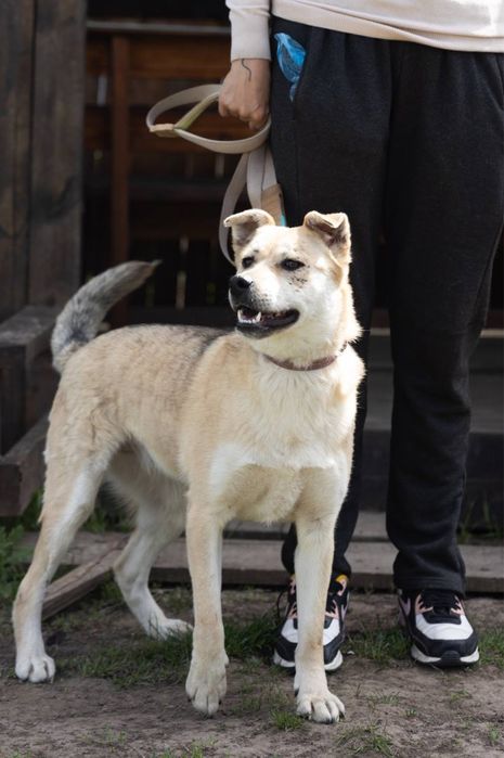 Собака з притулку Маруся біла