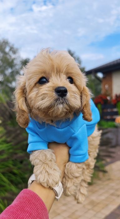 **Cavapoo**cudowny chłopiec!