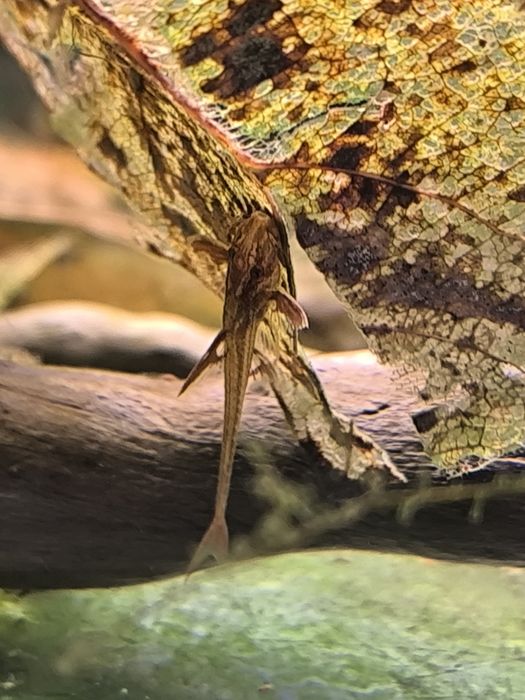 Rineloricaridia red lizards