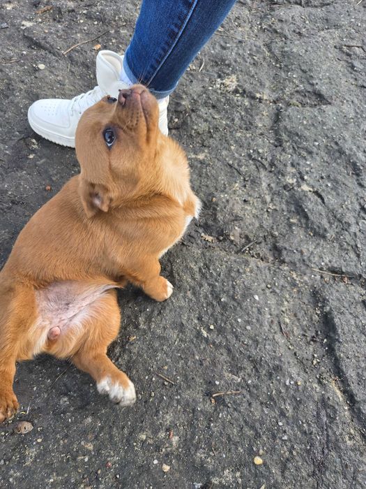 Oddam pieski w dobre ręce