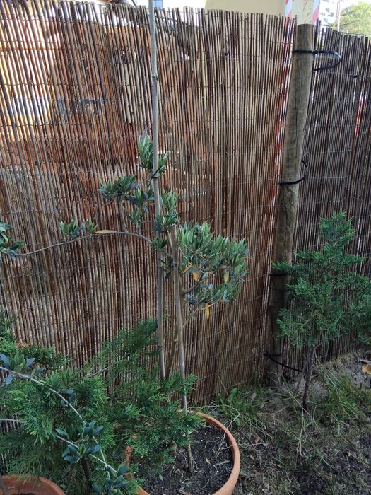 Vendo 2 oliveiras com 106 e 110 cm. Preço das 2