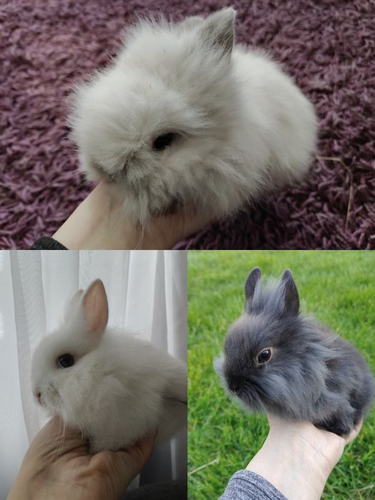 Królik miniaturka karzełek Teddy