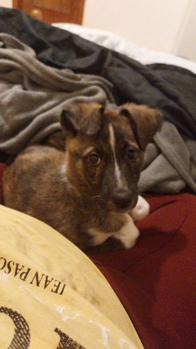 Cachorrinha para adoção