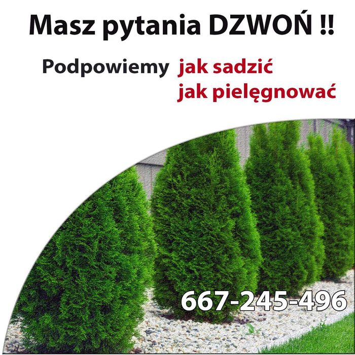 Tuja smaragd Gęsta Duża 100cm Polski Produkt Stożkowa