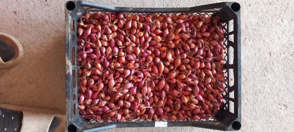 Лук севок тыконка штутгорт дельфин синии белый жолтый