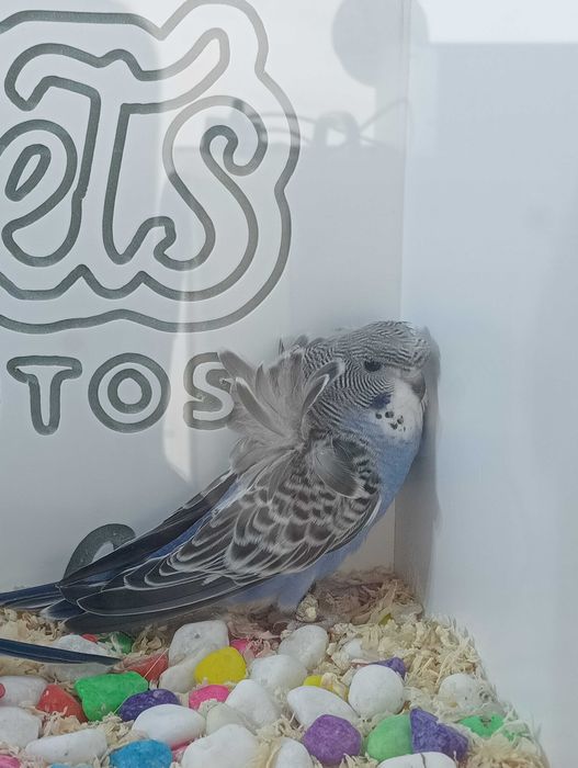 Piriquitos hagoromos clássicos