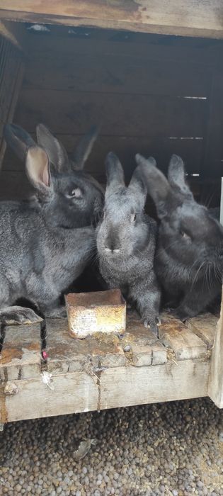 Кролики  різних порід