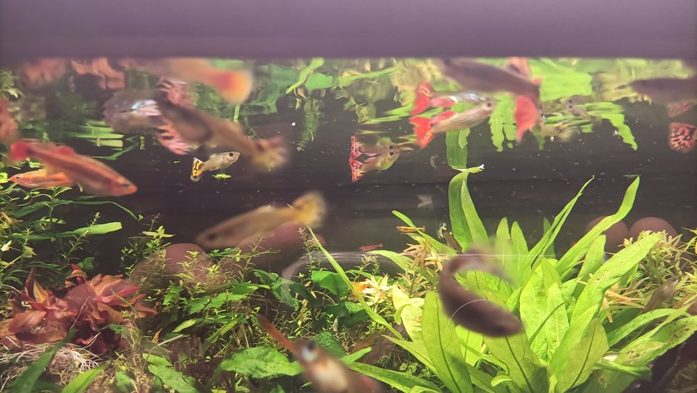 Vendo guppys (ver fotos)