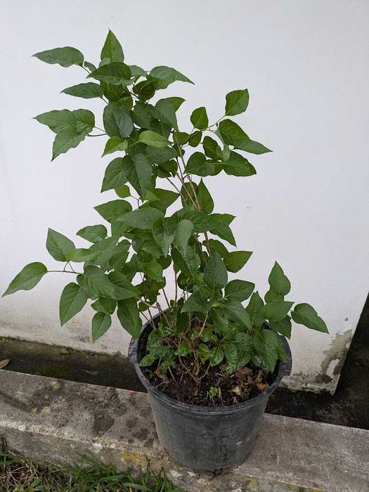 Lilás - Syringa Vulgaris