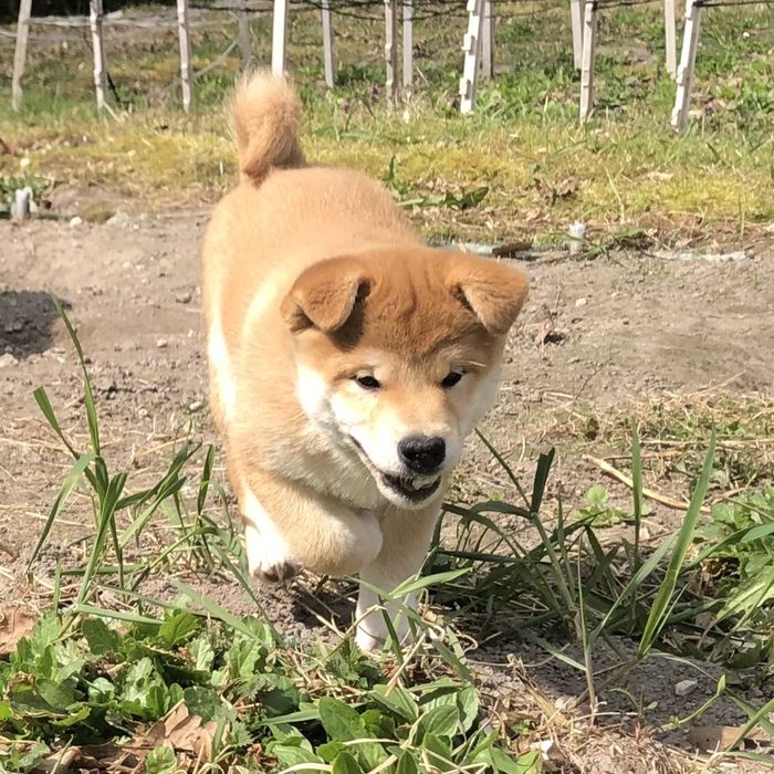 Shiba Inu, piekny szczeniaczek Rajsobie (FCI) .