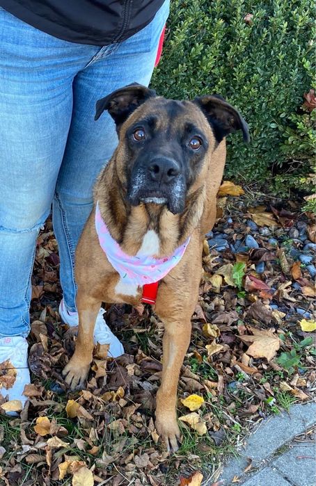 Puma w typie boksera szuka domu. Adoptuj!