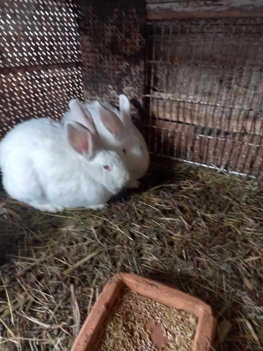 Кроля породи термонська біла